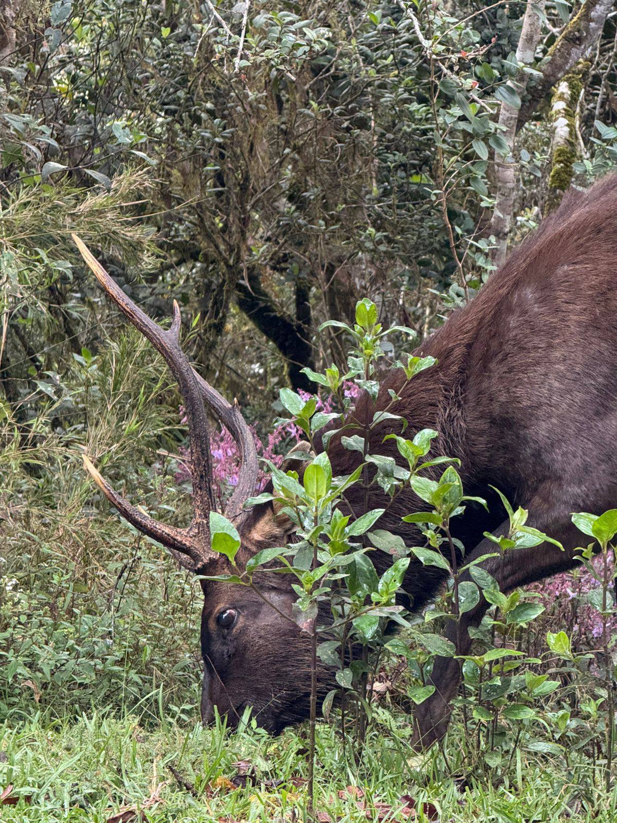 Horton Plains National Park