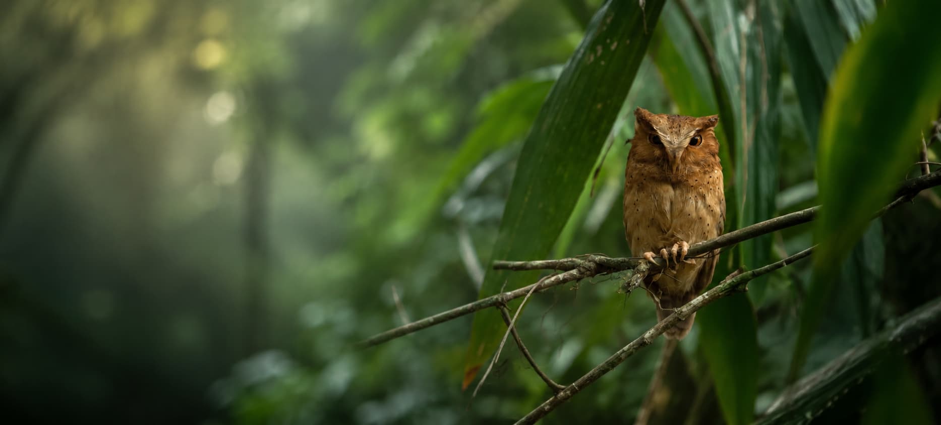 Birdwatching in Sri Lanka's rainforest
